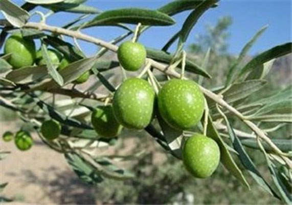 روغن زیتون جایگزین ایبوبروفن