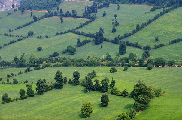 آخرین منطقه بکر تهران زیر پای دام ها!