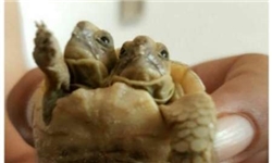 ۱۳۹۵۰۷۲۲۰۰۰۱۵۲_photoa