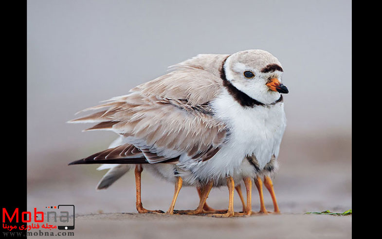 cute-bird-parents-22__700