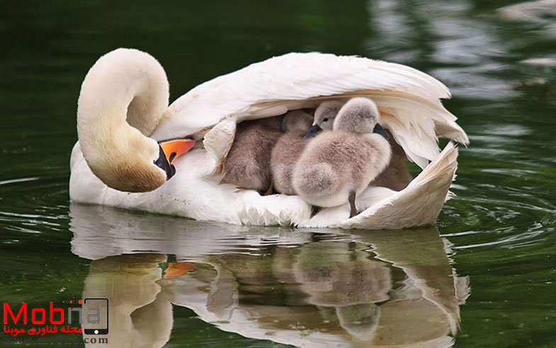 cute-bird-parents-23__700