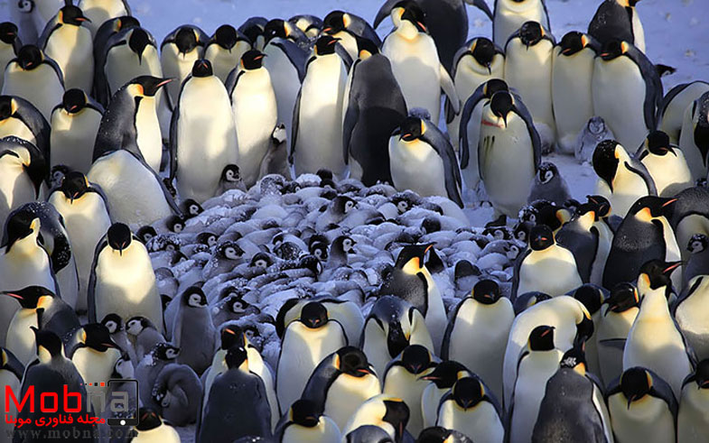 cute-bird-parents-24__700