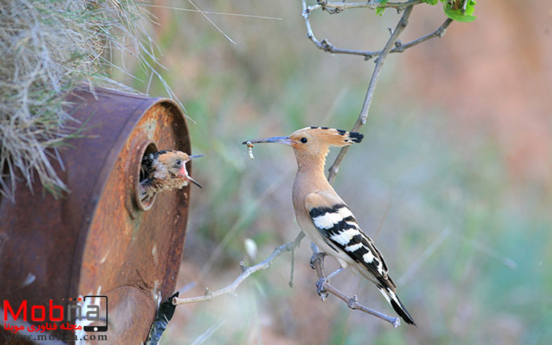 cute-bird-parents-261__700