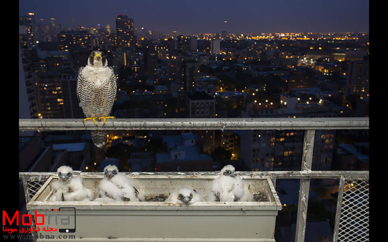 cute-bird-parents-28__700