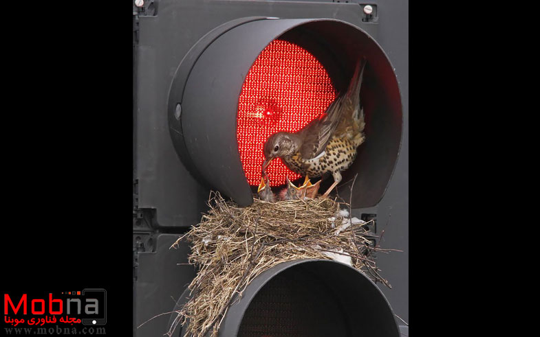 cute-bird-parents-29__700