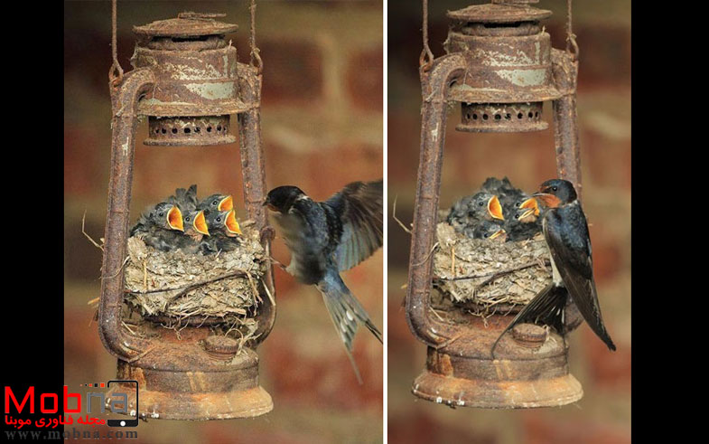 cute-bird-parents-30__700