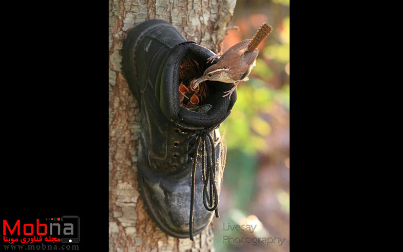 cute-bird-parents-31__700