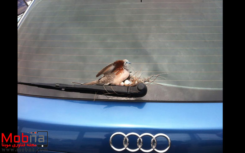 cute-bird-parents-32__700