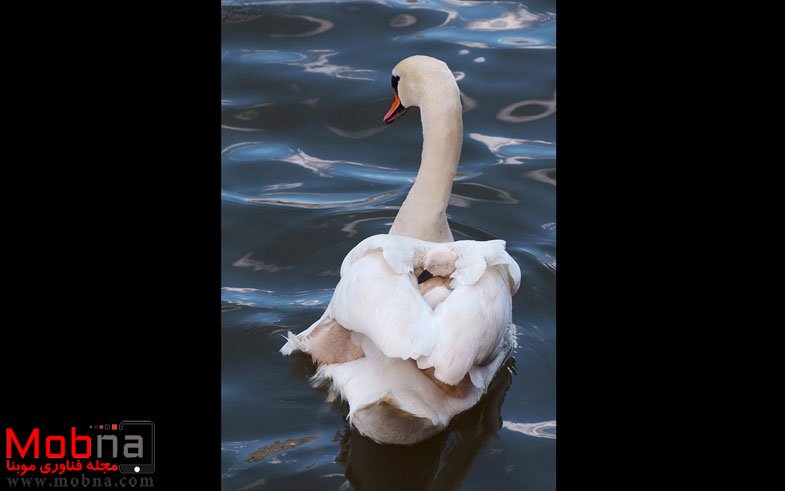 cute-bird-parents-341__700