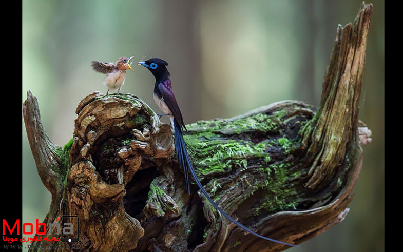 cute-bird-parents-36__700