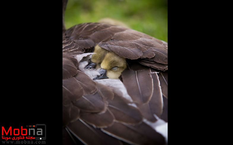 cute-bird-parents-38__700