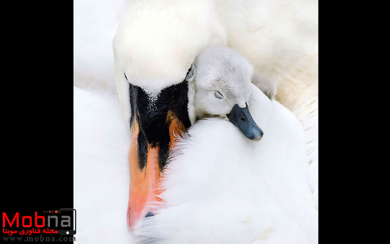 cute-bird-parents-39__700