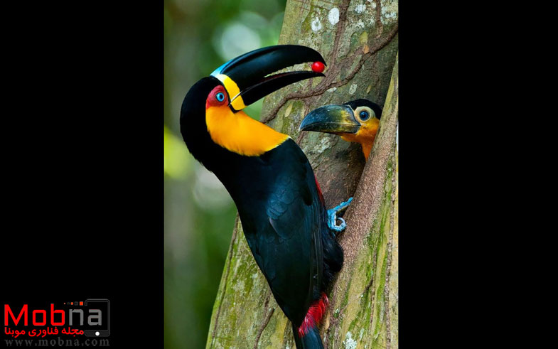 cute-bird-parents-41__700