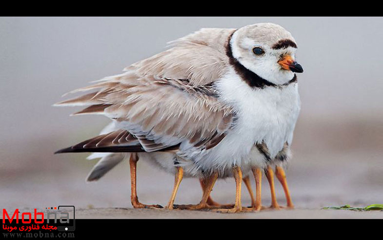 cute-bird-parents-fb4__700-png