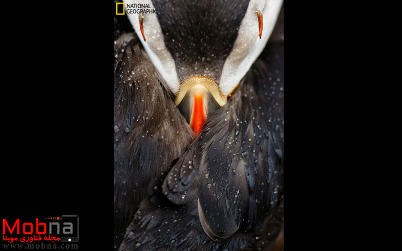 ۲۶۳b45b816_prod-yourshot-1157984-9154059-581f4d1c14594__880