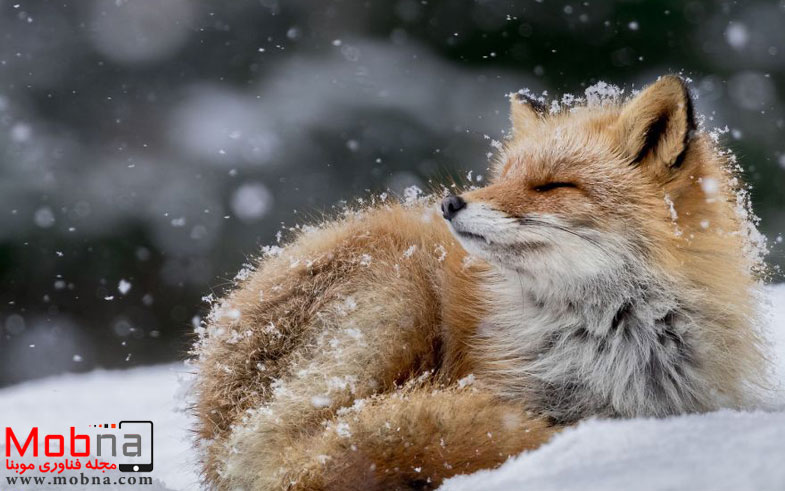 ۸۹۶۱۳۳۹_۱۶۰۰x1200-581f4d51c36b0__880