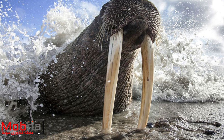 ۹۰۲۶۲۹۲_۱۶۰۰x1200-581f4d58efcfa__880