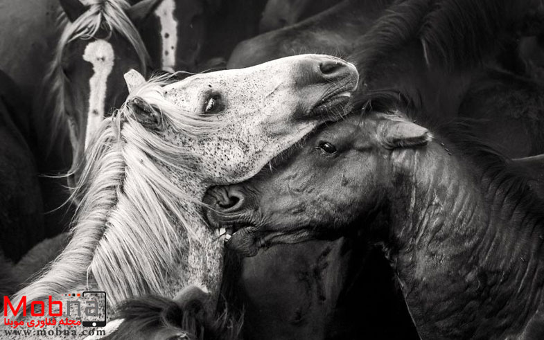 ۹۱۵۰۴۱۱_۱۶۰۰x1200-581f4da4d9d66__880