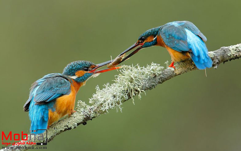 ۹۱۸۳۸۲۸_۱۶۰۰x1200-581f4db29125a__880