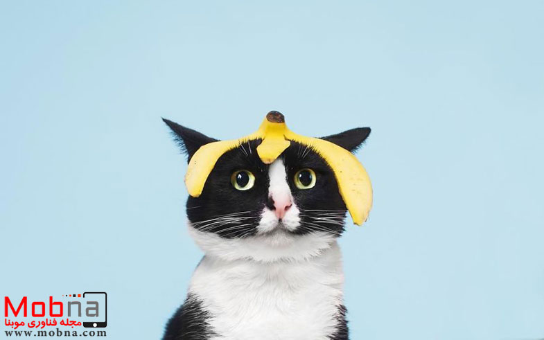 escaping-reality-with-princess-cheeto-575125066782d__880