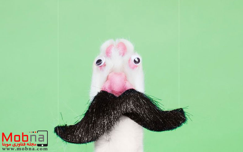 escaping-reality-with-princess-cheeto-5751255a4075e__880