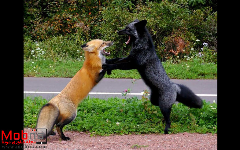 black-silver-fox-40__880