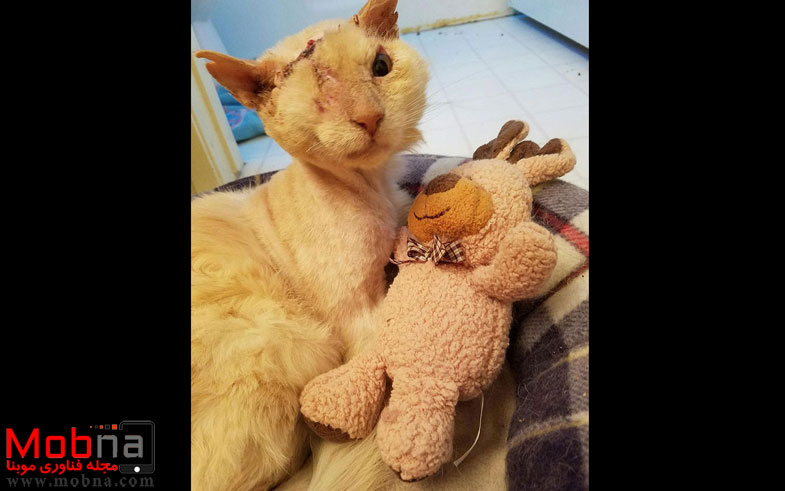 cat-lost-eye-acid-thomas-1