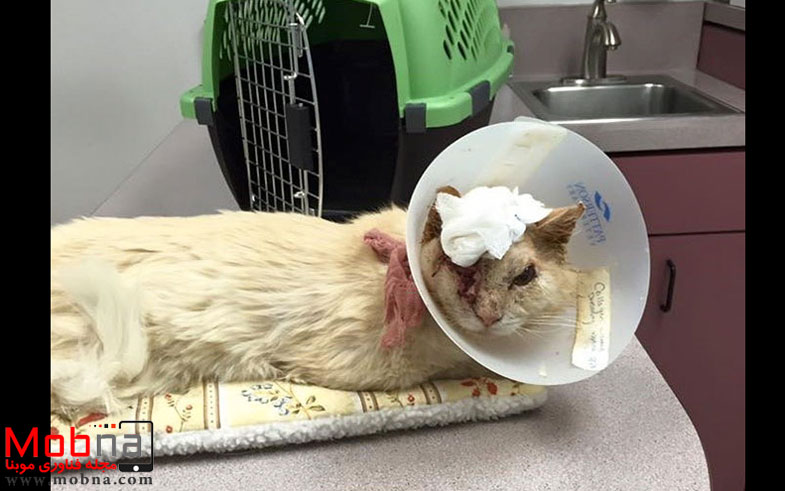 cat-lost-eye-acid-thomas-2