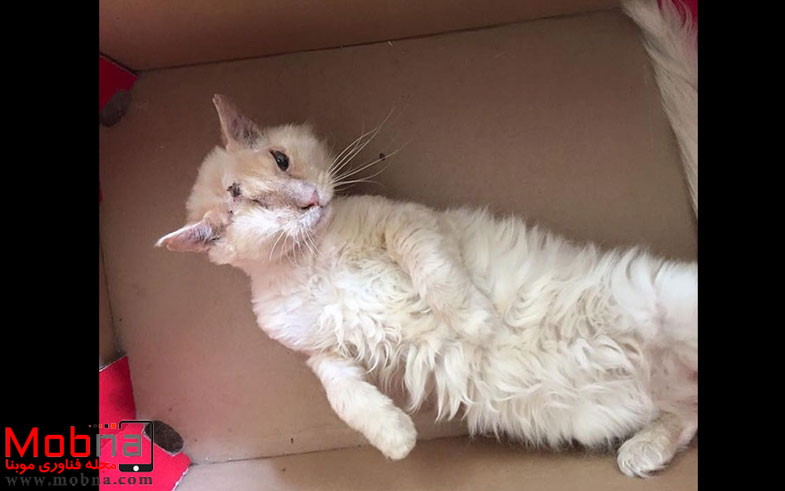 cat-lost-eye-acid-thomas-3