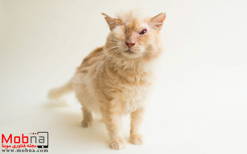 cat-lost-eye-acid-thomas-4