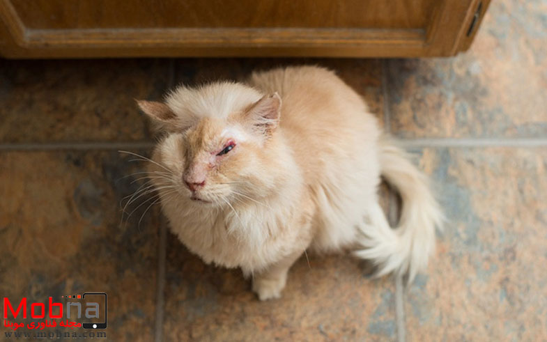 cat-lost-eye-acid-thomas-5