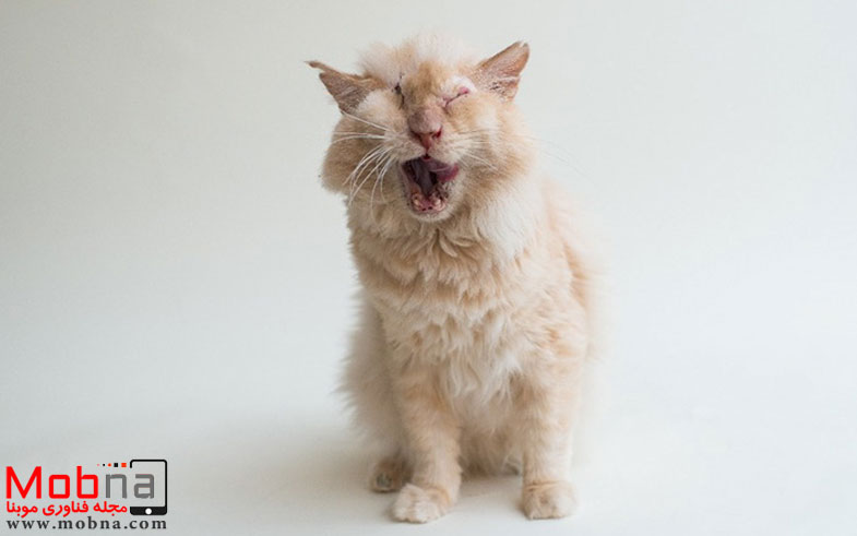 cat-lost-eye-acid-thomas-6