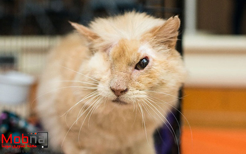 cat-lost-eye-acid-thomas-7