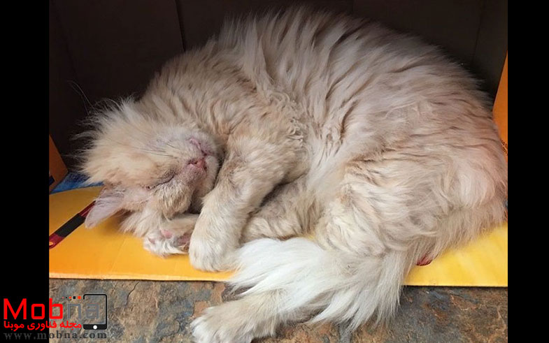 cat-lost-eye-acid-thomas-8