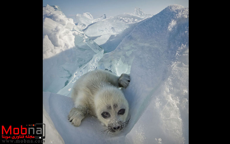 cute-baby-seal-waves-photographer-alexy-trofimov-russia-02a