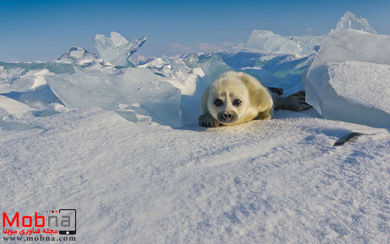 cute-baby-seal-waves-photographer-alexy-trofimov-russia-08a