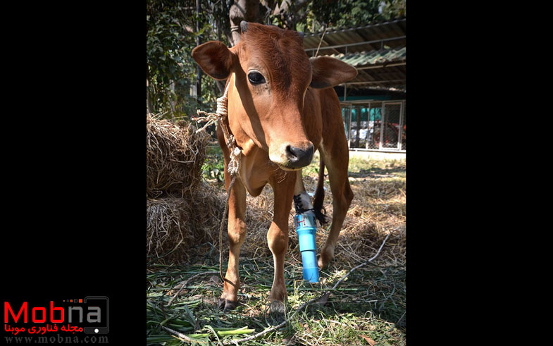 giant-tortoise-baby-cow-friendship-12