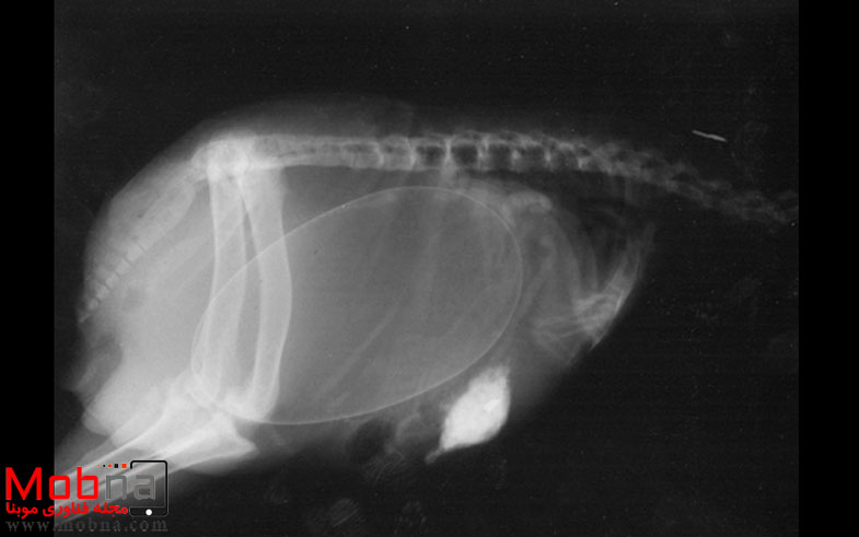 pregnant-animals-x-rays-14-5822fcdc21207__605