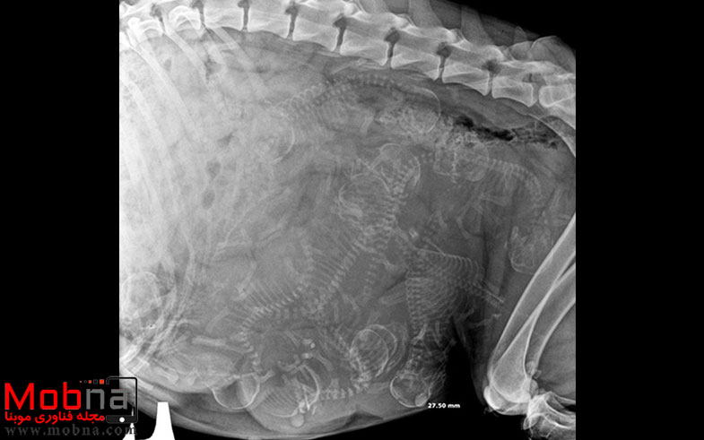 pregnant-animals-x-rays-16-5822fcdfcead0__605