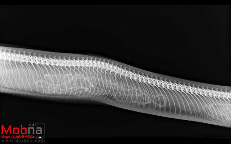 pregnant-animals-x-rays-3-5822fcc649156__605