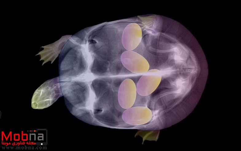pregnant-animals-x-rays-8-5822fcd01e186__605