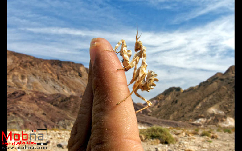 نمای نزدیک! (عکس)