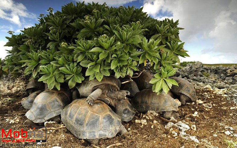 best-photos-2016-natgeo-national-geographic-13-5846f71186ce8__880