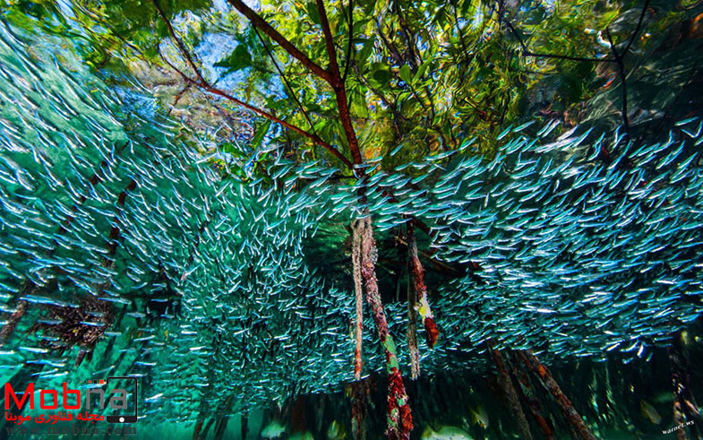 best-photos-2016-natgeo-national-geographic-36-5846f7537e833__880