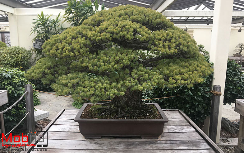 hiroshima-bonsai-tree-1