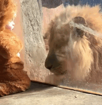 toddler-dressed-lion-costume-aryeh-zoo-atlanta-5