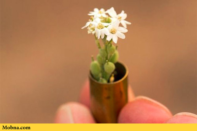 Biodegradable Bullets That Sprout Plants (3)