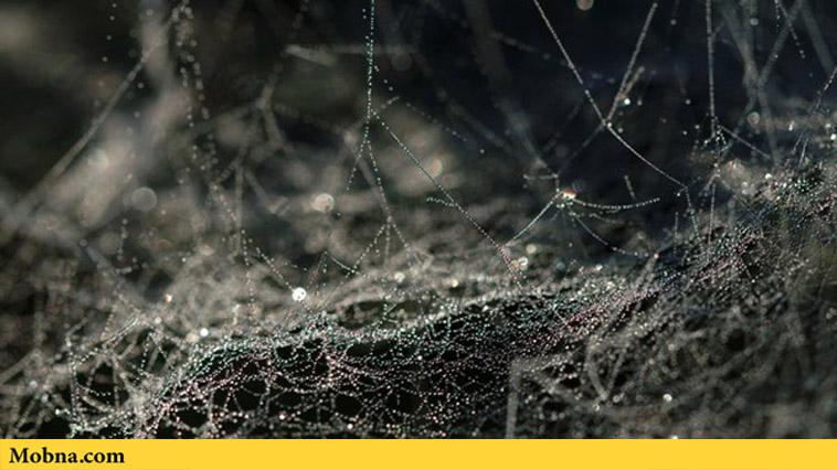 Spider Silk Created in Lab (2)