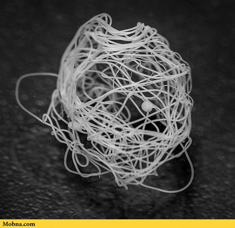 Spider Silk Created in Lab (3)