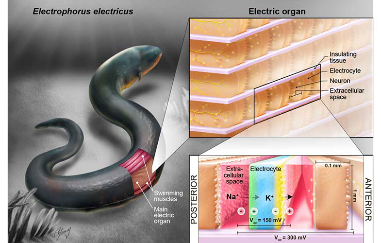 تامین قدرت ایمپلنت‌های پزشکی با استفاده از مارماهی الکتریکی (+فیلم و عکس)